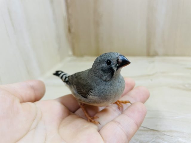 錦花鳥（キンカチョウ）