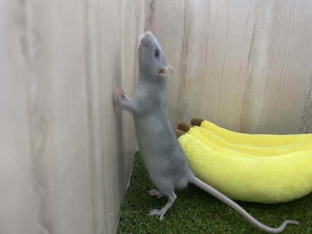 ファンシーラット