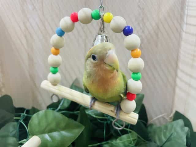 コザクラインコ（小桜インコ）