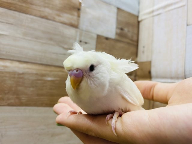 くるんっとオシャレさん♪淡く綺麗な羽衣セキセイインコ! 羽衣セキセイインコ