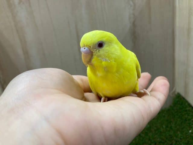 セキセイインコ
