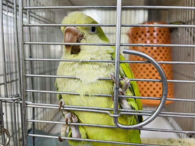 オキナインコ