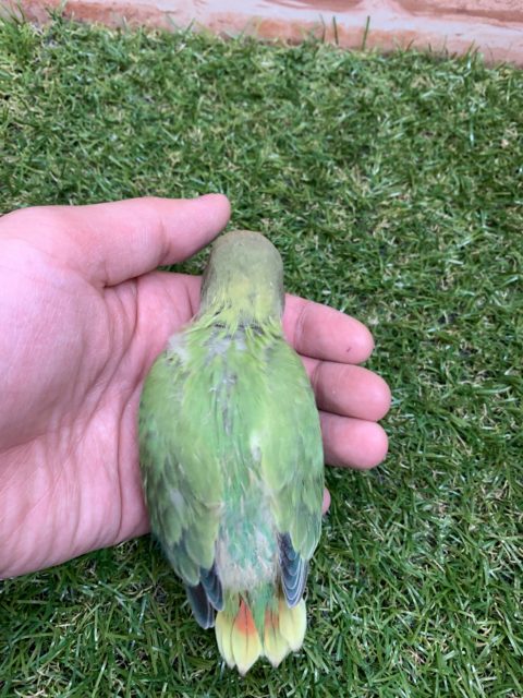 コザクラインコ（小桜インコ）