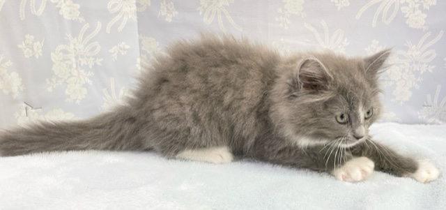 スリスリ大好き~! サイベリアン(ブルー&ホワイト)男の子☆ 2022年5月21日生まれ 入舎! サイベリアン