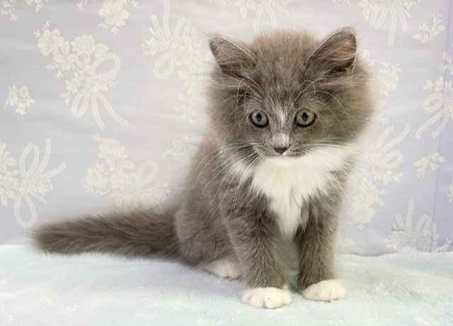 スリスリ大好き~! サイベリアン(ブルー&ホワイト)男の子☆ 2022年5月21日生まれ 入舎! サイベリアン