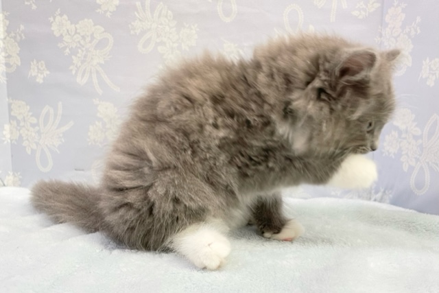 スリスリ大好き~! サイベリアン(ブルー&ホワイト)男の子☆ 2022年5月21日生まれ 入舎! サイベリアン