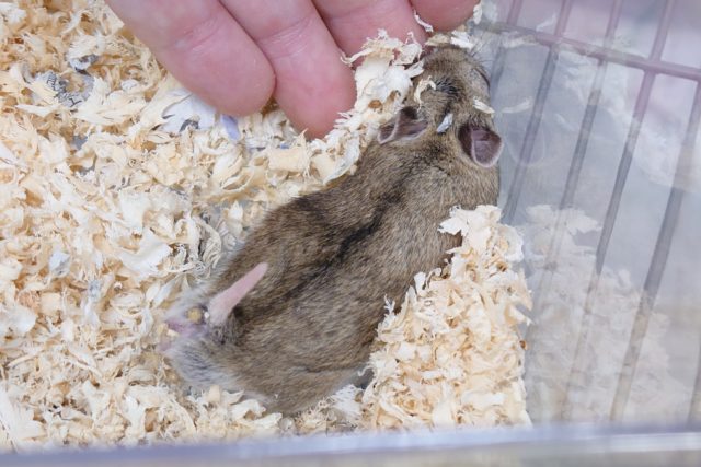 チャイニーズハムスター