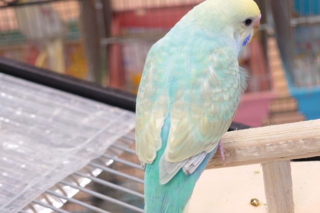 セキセイインコ