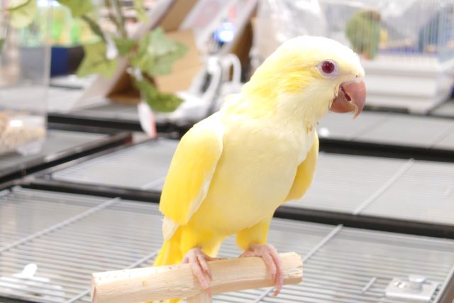 オキナインコ