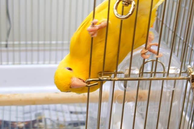 サザナミインコ
