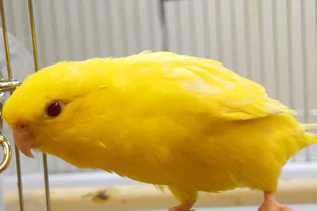 サザナミインコ