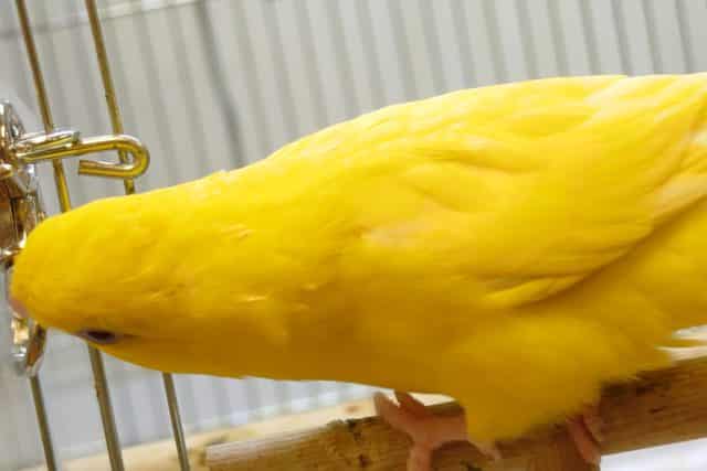 サザナミインコ