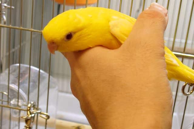 サザナミインコ