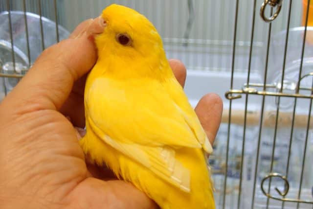 サザナミインコ