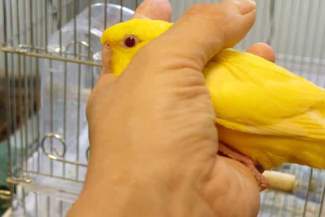 サザナミインコ