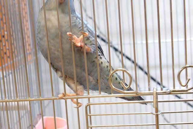 サザナミインコ