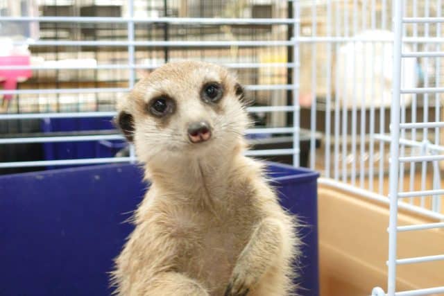 ミーアキャット