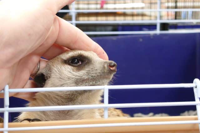 ミーアキャット