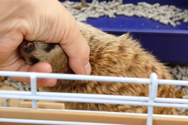 ミーアキャット