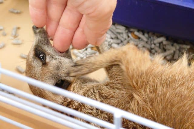 ミーアキャット