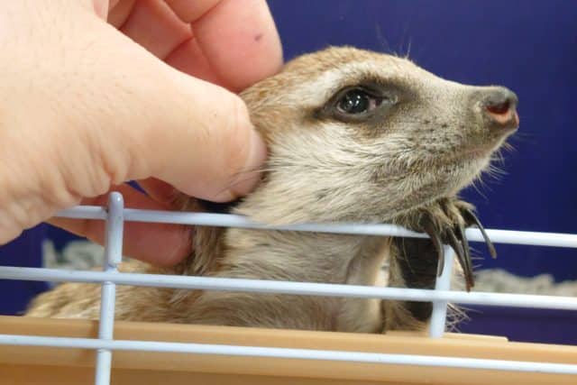 ミーアキャット