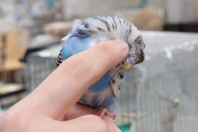 羽衣セキセイインコ