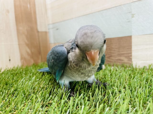 オキナインコ