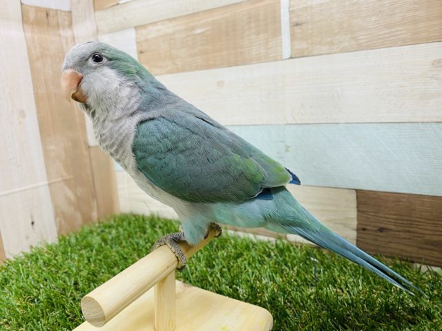 オキナインコ