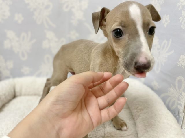 イタリアングレーハウンド