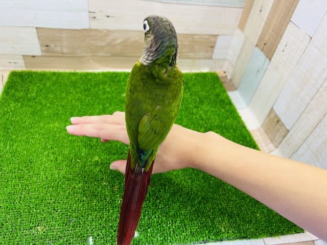 べたなれ♡ウロコインコがやってきた! ホオミドリウロコインコ