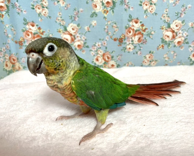 ワキコガネウロコインコ
