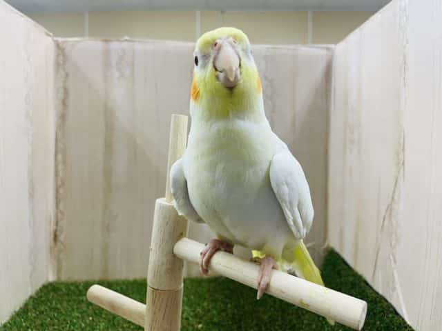 オカメインコ