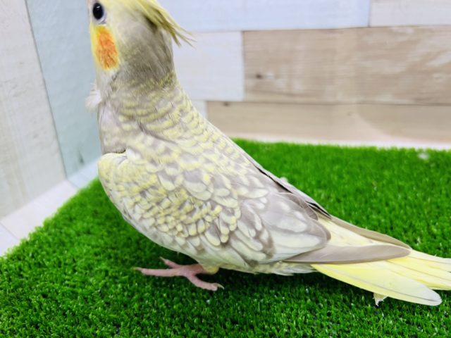 オカメインコ