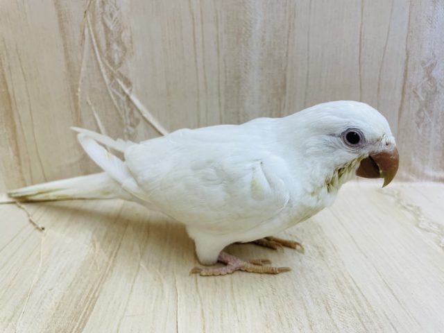 オキナインコ