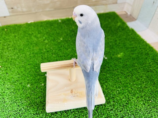 レアカラーのライラック!手乗りセキセイインコ セキセイインコ