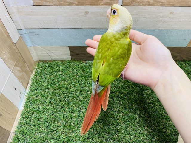 ホオミドリウロコインコ