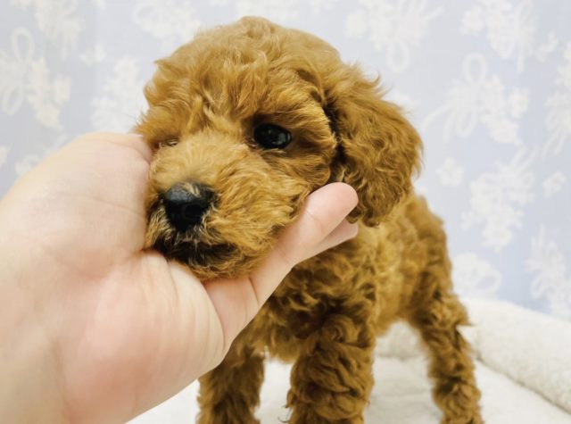 トイプードル