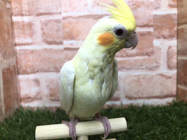 オカメインコ