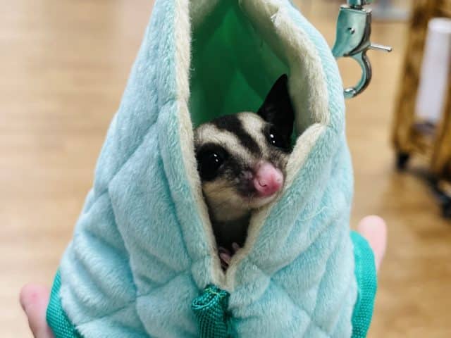 フクロモモンガ