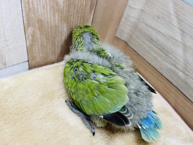 コザクラインコ（小桜インコ）