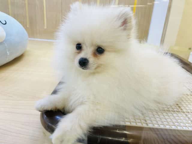 ポメラニアン