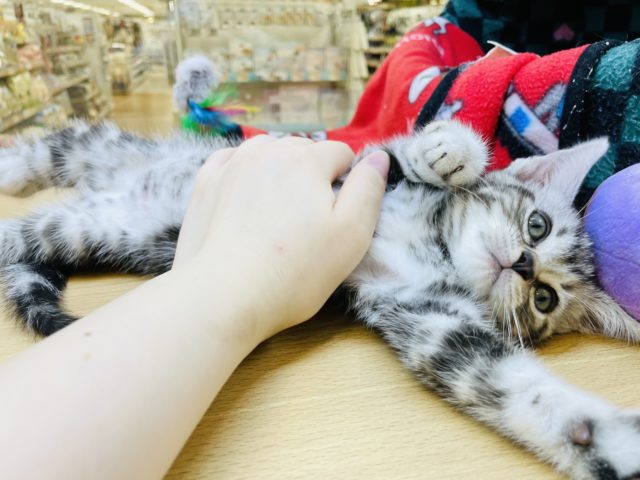 アメリカンショートヘア