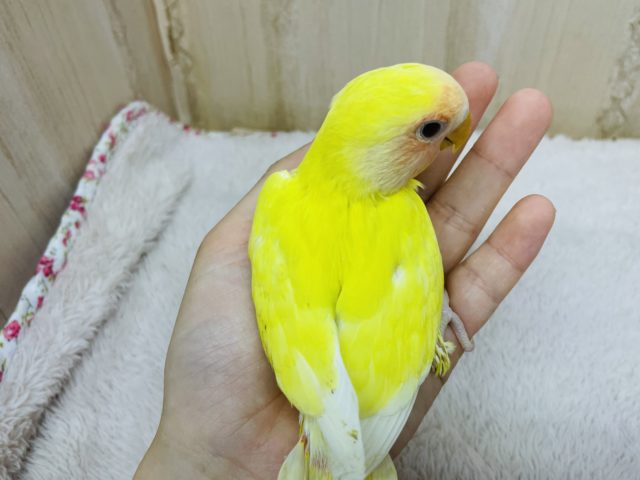 コザクラインコ（小桜インコ）