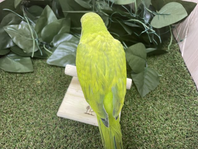 オキナインコ