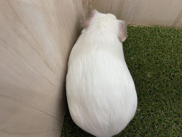 イングリッシュモルモット