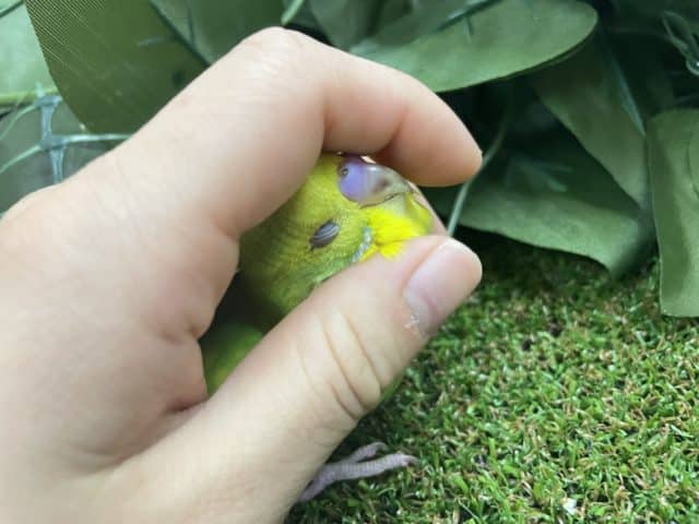 セキセイインコ