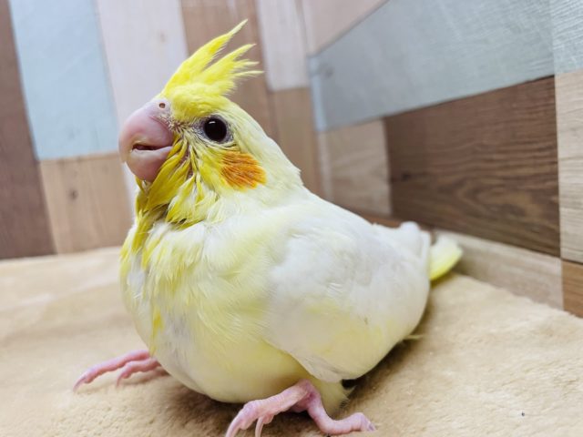 オカメインコ