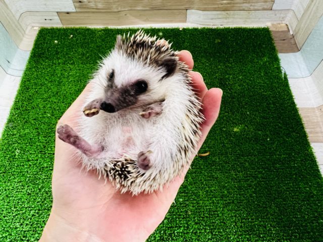 ハリネズミ（ヨツユビハリネズミ）