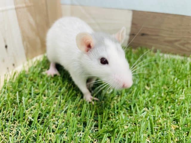 ファンシーラット