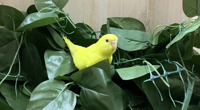 セキセイインコ